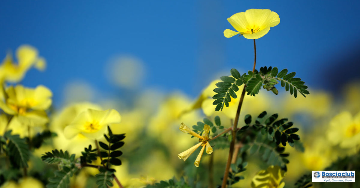 I migliori integratori di Tribulus terrestris