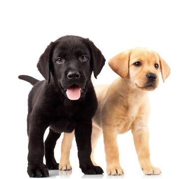 I cardiopatici vivono più a lungo con un cane