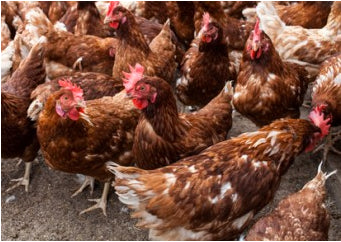 Troppi antibiotici nelle carni di pollo