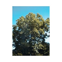 Msa Fraxinus Excelsior 50 Ml