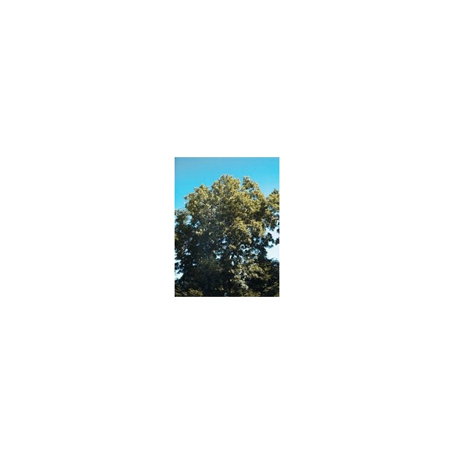 Msa Fraxinus Excelsior 50 Ml Msa Fraxinus Excelsior 50 Ml