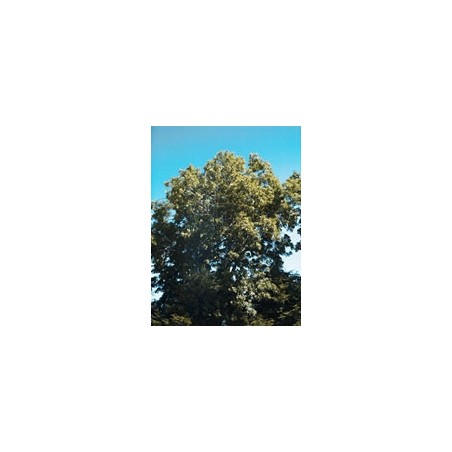 Msa Fraxinus Excelsior 50 Ml