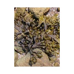 Tsa Fucus Vesiculos 50ml