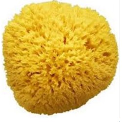 Farmacon Amidosan Spugna Di Mare 11