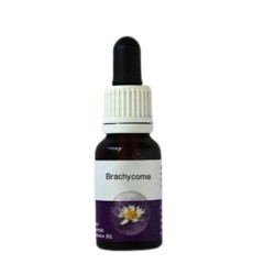 Natur Brachycome 15ml