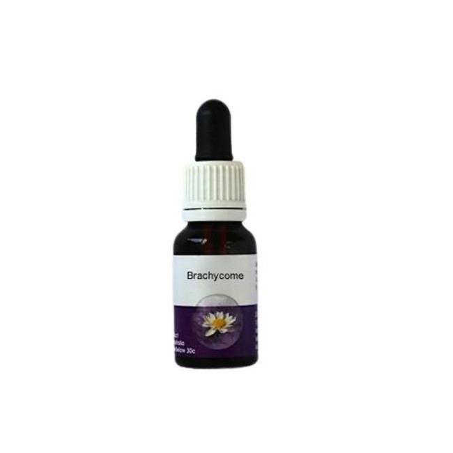 Natur Brachycome 15ml
