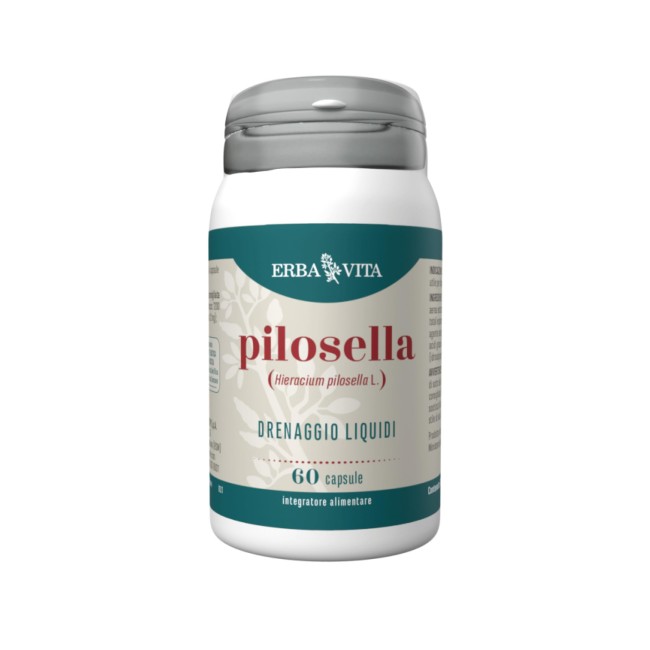 Erba vita Pilosella