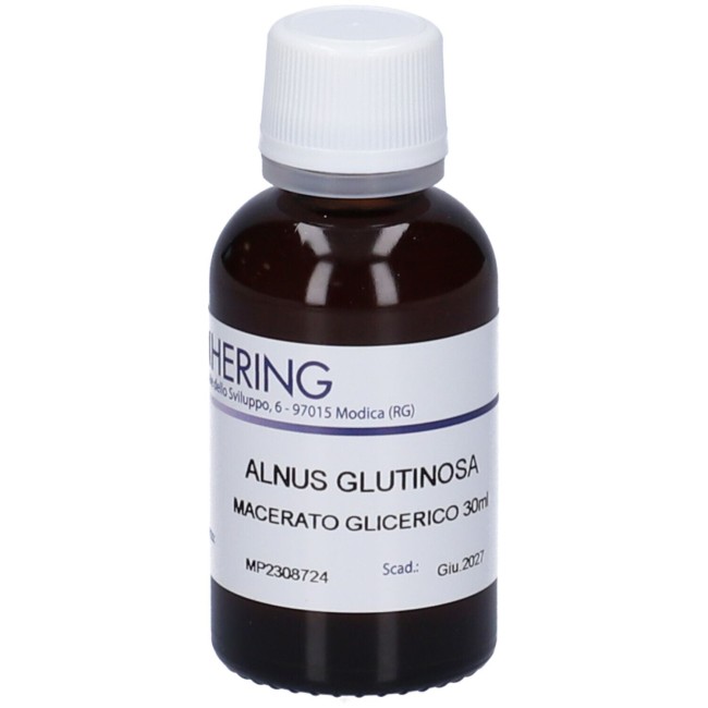 Hering Alnus glutinosa Hering Alnus glutinosa