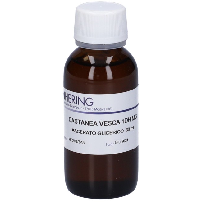 Hering Castanea vesca gemme
