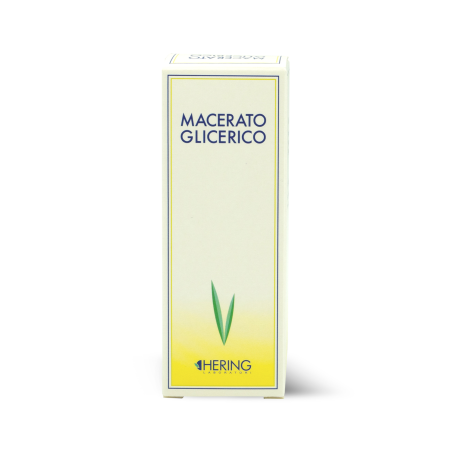 Hering Rosmarinus Officinalis Germogli