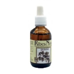 Ecol Ribes Nero Gemme