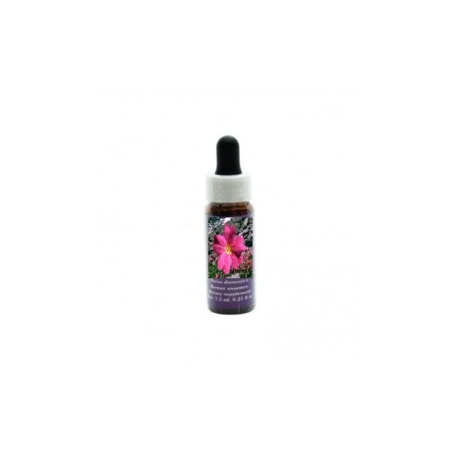 Natur Sierra Primrose
