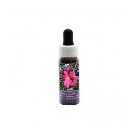 Natur Sierra Primrose
