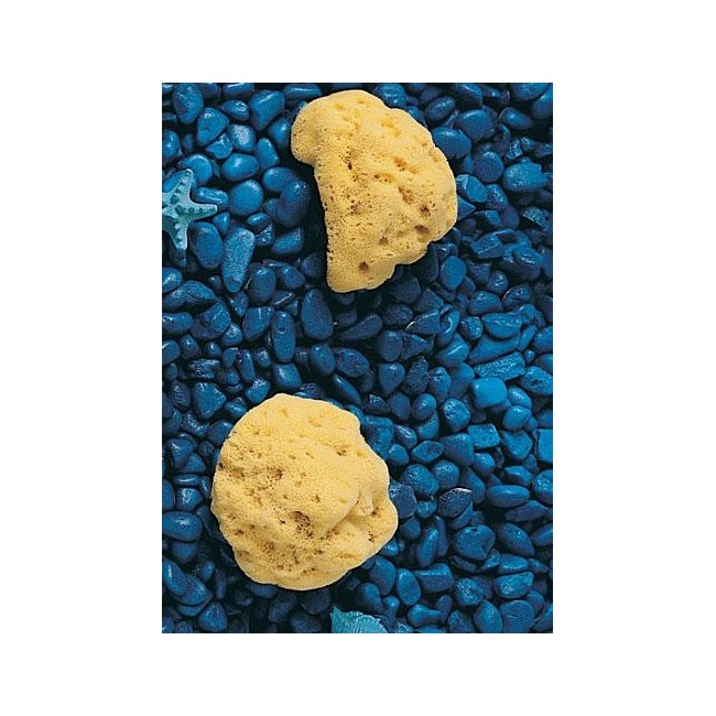 Farmacare Spugna Naturale Con Fori Grandi 11/12cm