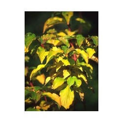 Msa Cornus Sanguinea 50ml