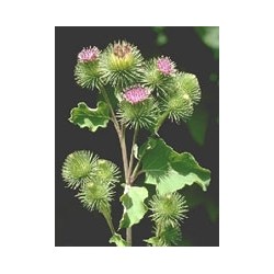 Herboplanet Tsa Arctium Lappa 50ml