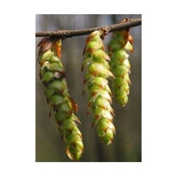 Herboplanet Msa Carpinus Betulus 50ml