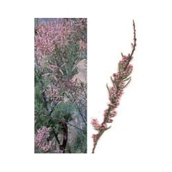 Herboplanet Msa Tamarix Gallica 50ml