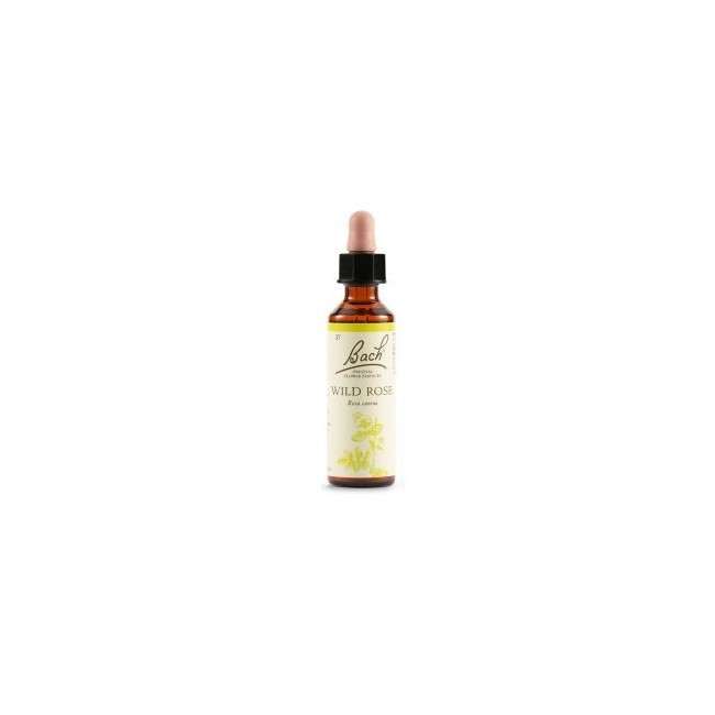 Schwabe pharma Wild rose bach original 20ml Schwabe pharma Wild rose bach original 20ml