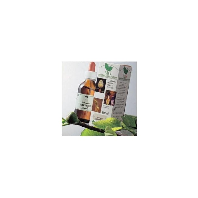 Sangalli Betulla Macerato Glicerico 100 Ml Sangalli Betulla Macerato Glicerico 100 Ml
