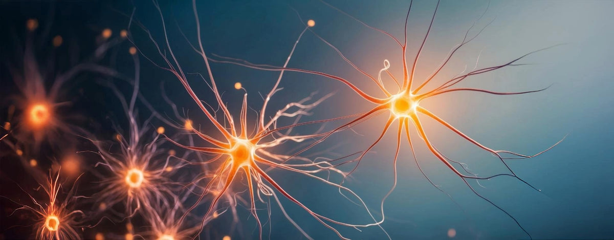Cause e rimedi per il decadimento cognitivo