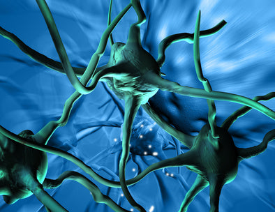 Farmaci a base di rosmarino contro il cancro?