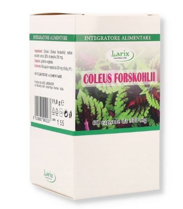 Larix Laboratori Coleus Forskholii