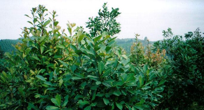 Yerba Matè: un efficace brucia grassi.