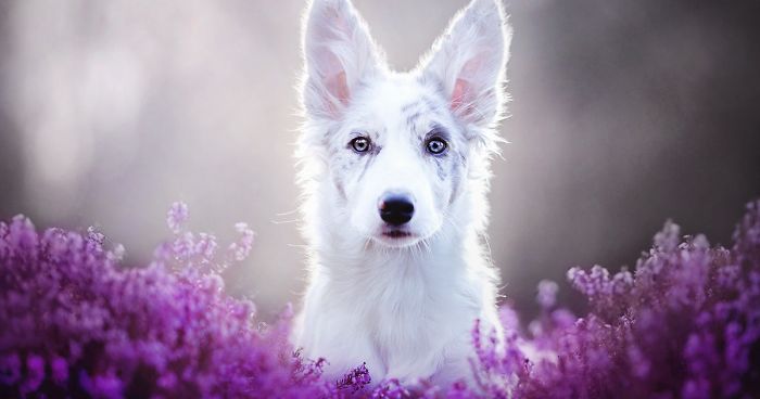 I migliori antiparassitari per cani
