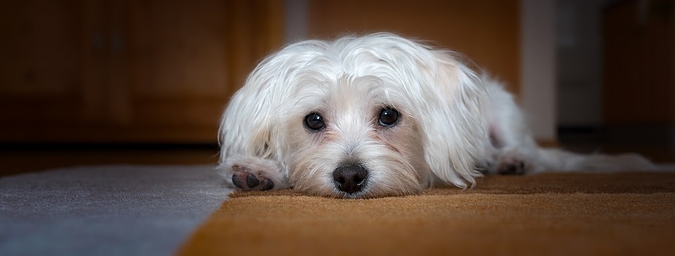I 5 migliori calmanti per cani
