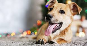 Cani e ansia da separazione: rimedi naturali