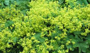 Alchemilla: le proprietà della pianta