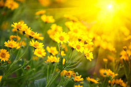 Fiori di Bach in gravidanza
