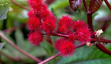 Avvelenamento da Ricina: Cos'è, Sintomi e Cosa Sapere sulla Tossina