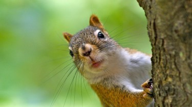 Vaiolo delle scimmie: cos’è e come si contrae