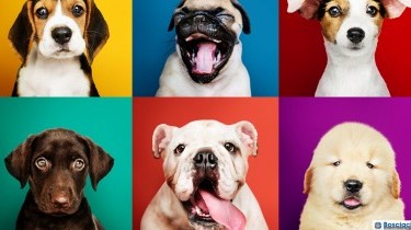 La giarda nel cane: sintomi e cure La giarda nel cane: sintomi e cure