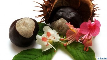 Escina: un principio attivo per le gambe gonfie