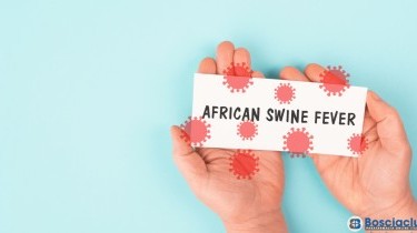 La peste suina africana: una minaccia per i suini