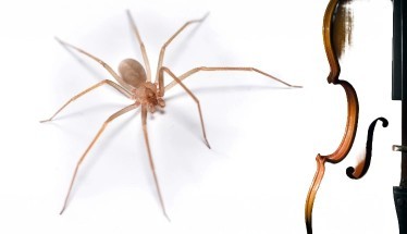 Ragno Violino: Identificazione, Pericoli e Cosa Fare in Caso di Morso