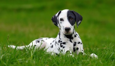Malattia di Lyme Canina: Guida per il Proprietario
