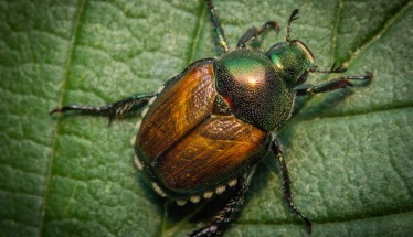 Popillia Japonica: come difendersi