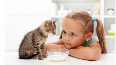 Si agli animali in ospedale