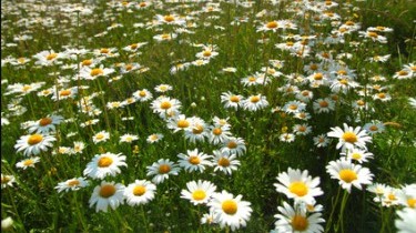 Chi beve camomilla vive più a lungo