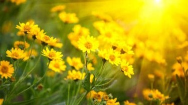 Fiori di Bach in gravidanza