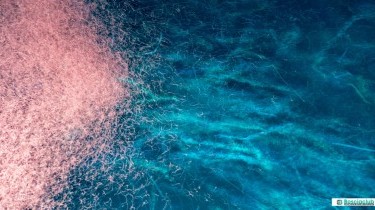 I migliori integratori con olio di krill in farmacia