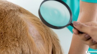 Dermatite del cane: rimedi naturali