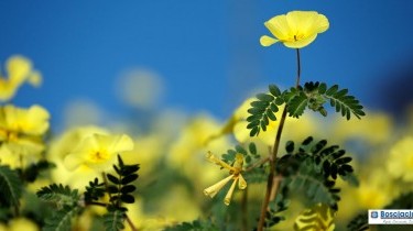 I migliori integratori di Tribulus terrestris