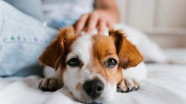 Filariosi cardiopolmonare nel cane: sintomi e cura