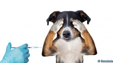 I vaccini per cani obbligatori e facoltativi