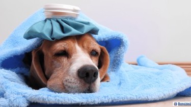 Come abbassare la febbre al cane?